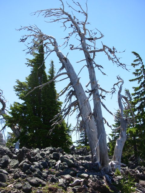 Summer '06 Sunriver II 058 